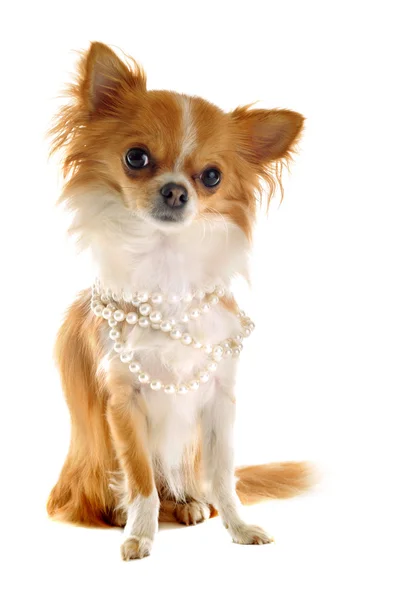 Chihuahua z perły kołnierz — Zdjęcie stockowe