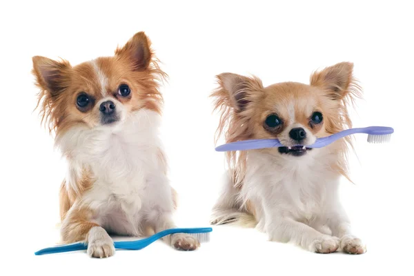 Chihuahuas ve diş fırçası — Stok fotoğraf