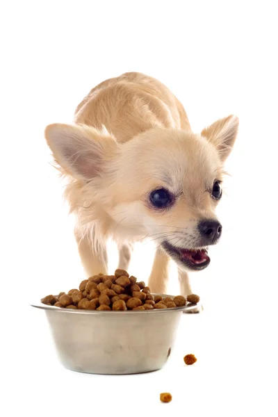 Welpen-Chihuahua und Futterschale — Stockfoto