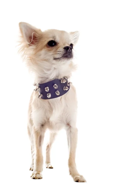 Chihuahua con colletto tempestato — Foto Stock