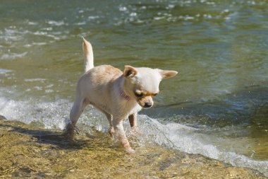 Puppy chihuahua in the river clipart