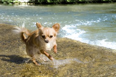 nehir chihuahua köpek yavrusu