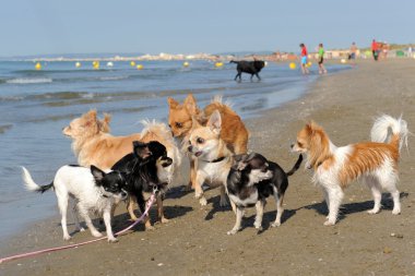 Chihuahuas on the beach clipart