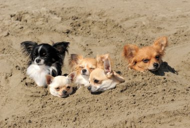 Chihuahuas in the sand clipart