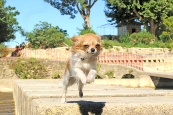 Chihuahua sautant — Photo