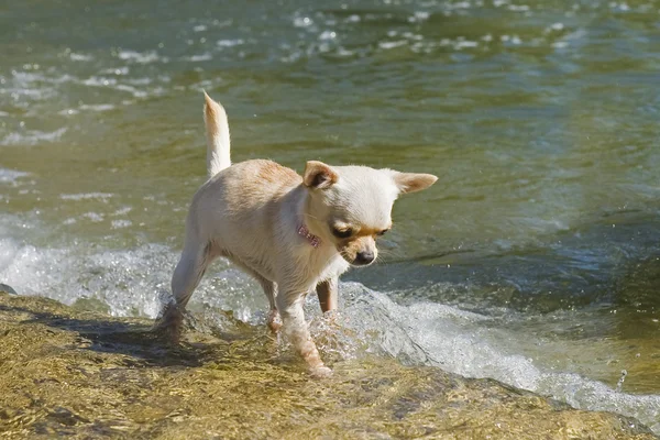 Puppy chihuahua in de rivier — Stockfoto