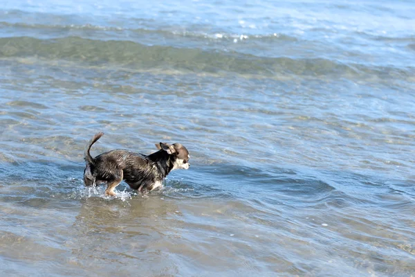 Chihuahua na praia — Fotografia de Stock