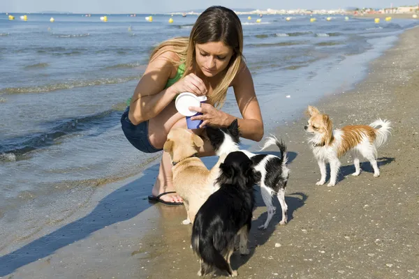 Chihuahuas och flicka på stranden — Stockfoto