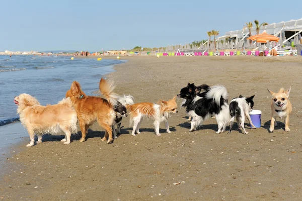 Chihuahuas sahilde — Stok fotoğraf