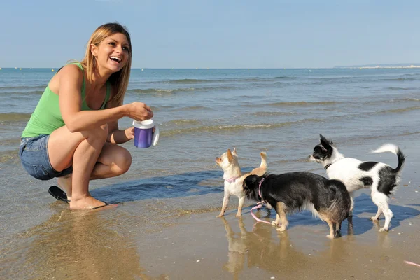 Chihuahuas ve kız sahilde — Stok fotoğraf
