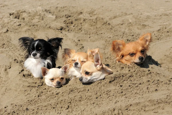 Chihuahuas i sanden — Stockfoto