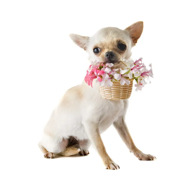 Chihuahua filhote de cachorro e flores — Fotografia de Stock