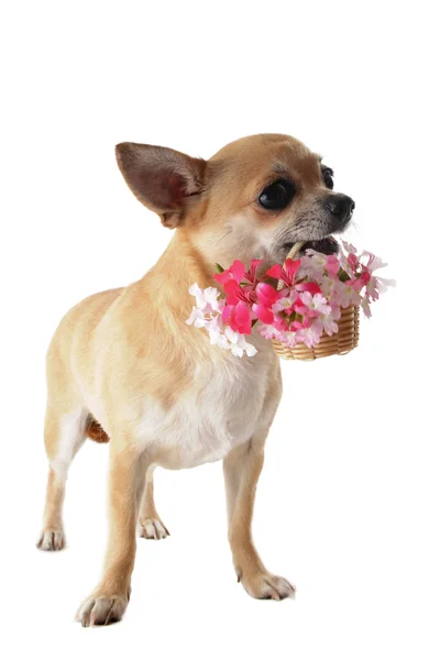 Chihuahua cachorro y flor — Foto de Stock