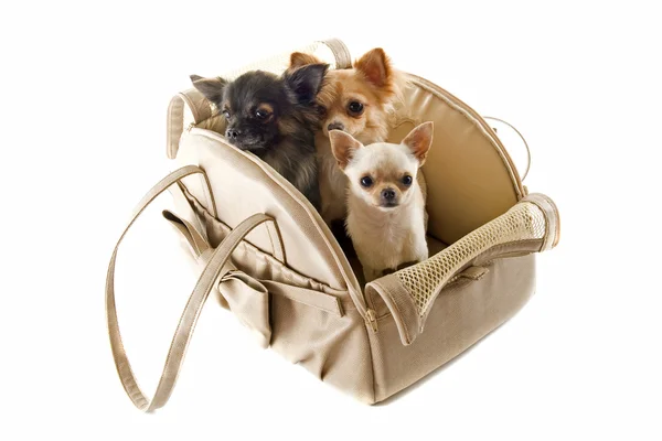 Travel bag and chihuahuas — Stock Photo, Image