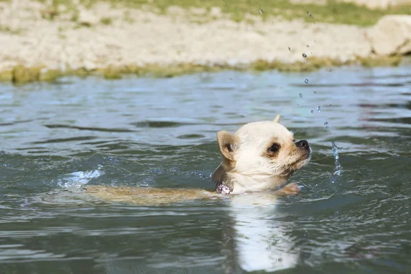 Chihuahua cachorro en el río — Foto de Stock