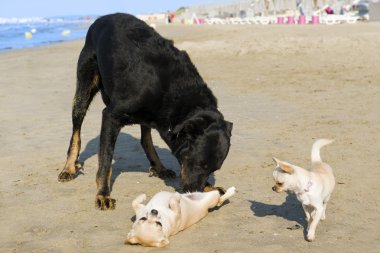 Chihuahuas ve beauceron sahilde