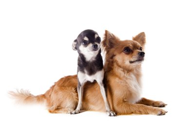 iki chihuahuas