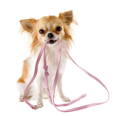 Chihuahua and leash clipart