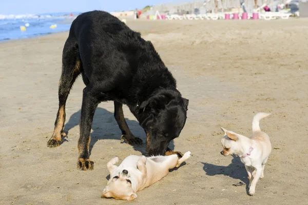 Chihuahuas och beauceron på stranden — Stockfoto