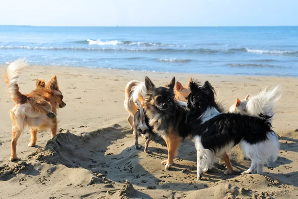Chihuahuas a strandon — Stock Fotó