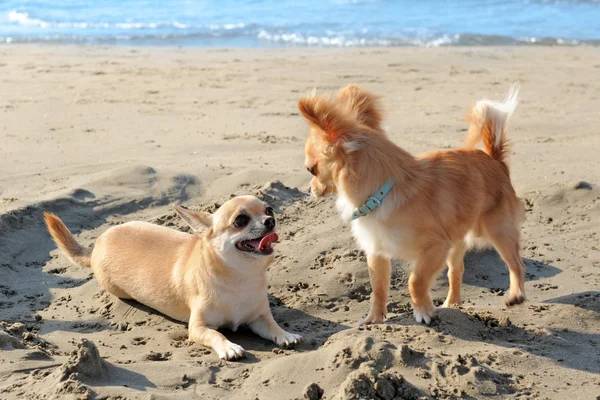 Chihuahuas на пляже — стоковое фото