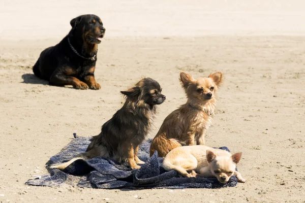 Chihuahuas op het strand — Stockfoto