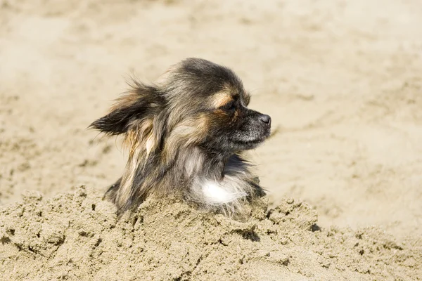 Chihuahua w piasku — Zdjęcie stockowe