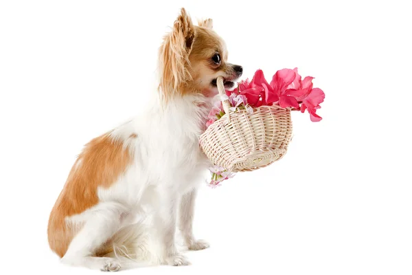 Chihuahua e flores — Fotografia de Stock