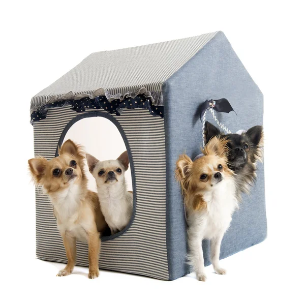 Chihuahua in huis hond — Stockfoto