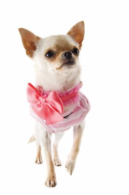 köpek chihuahua