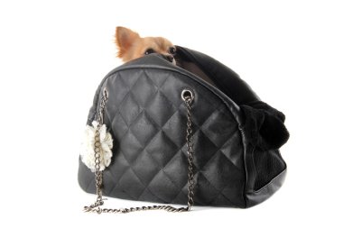 Travel bag and chihuahua clipart