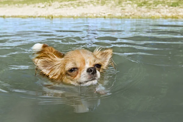 Chihuahua in de rivier — Stockfoto
