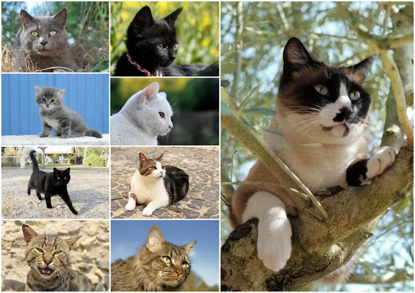 Gatos y gatitos —  Fotos de Stock