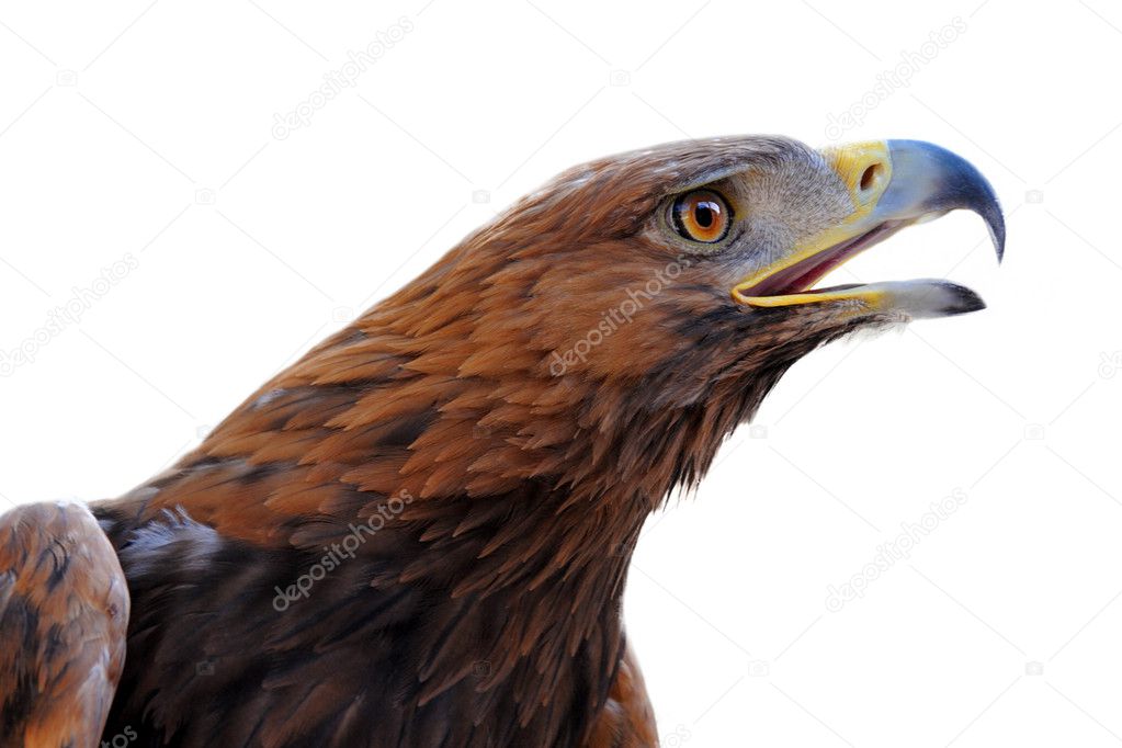 Golden Eagle ,Aquila chrysaetos