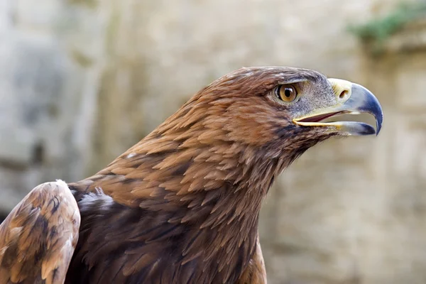 Águila Dorada, Aquila chrysaetos — Foto de Stock