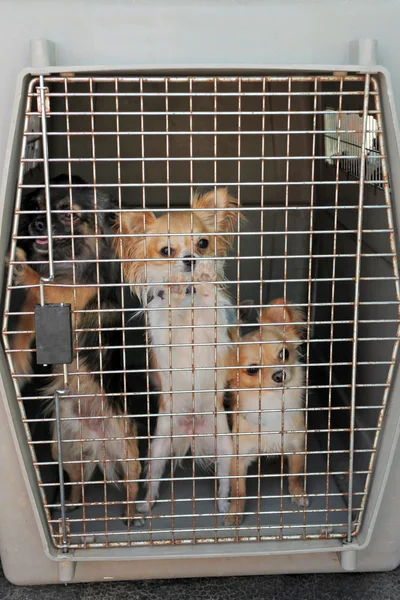Dogs in kennel — Stock Photo, Image