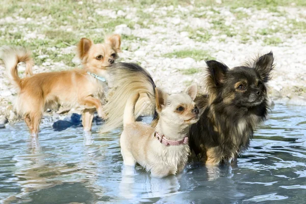 Chihuahuas in the river — Stock Photo, Image