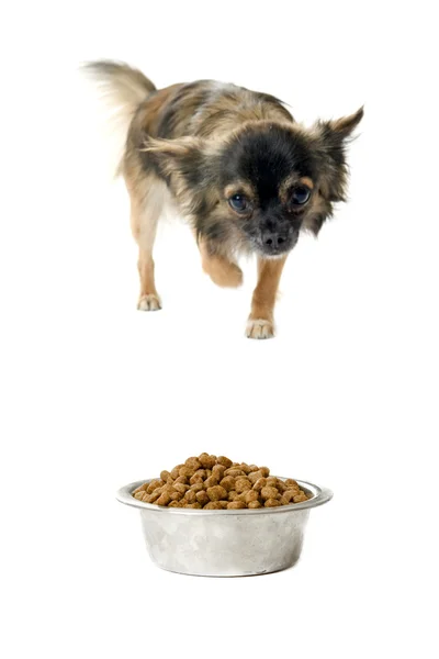 Chihuahua e tigela de comida — Fotografia de Stock