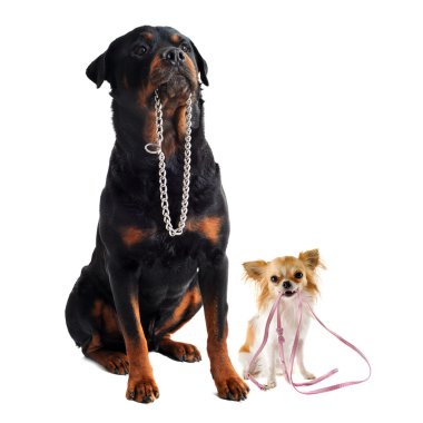 Dogs with collar and leash clipart