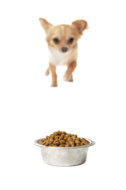 Chihuahua ve gıda kase