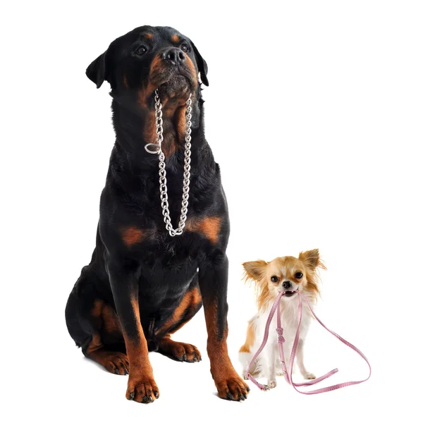Dogs with collar and leash — Stock Photo, Image