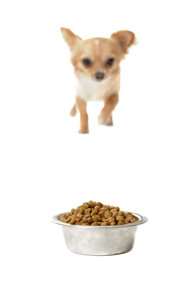 Chihuahua i jedzenie miska — Zdjęcie stockowe