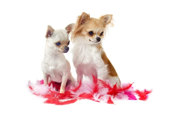Chihuahuas med rosa fjäder — Stockfoto