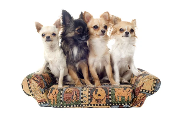 Chihuahua en sofá — Foto de Stock