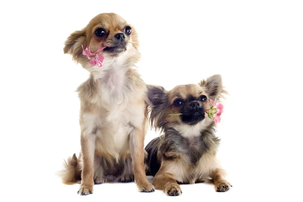 Chihuahuas ve çiçekler — Stok fotoğraf