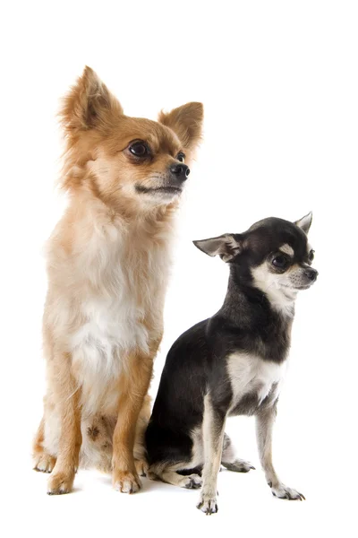 Cachorro y chihuahua adulto —  Fotos de Stock
