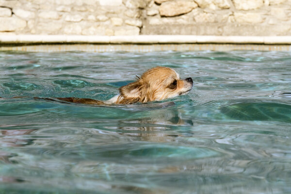 Chihuahua in the water