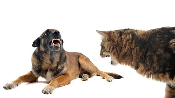 Kızgın malinois ve kedi — Stok fotoğraf