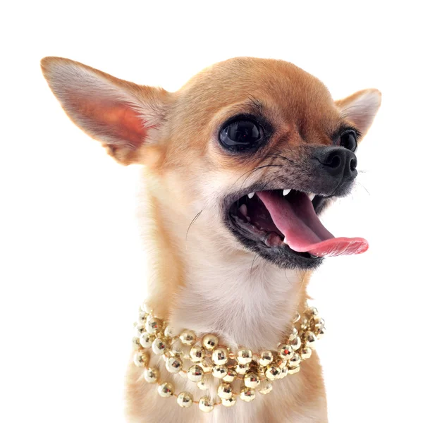 Chihuahua enojado — Foto de Stock