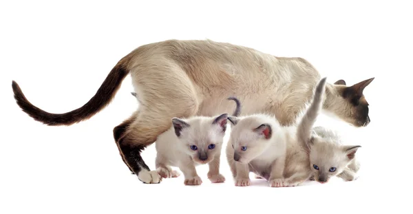 Siamese kitten and mother — Stock Photo, Image